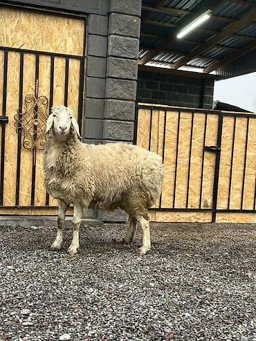 мёд бал: Продаю | Овца (самка), Ягненок | Гиссарская, Долан, Арашан | Для разведения | Котные, Матка — 1