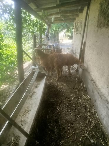 шотландская кошка бишкек: Продаю | Овца (самка) | Для разведения — 2
