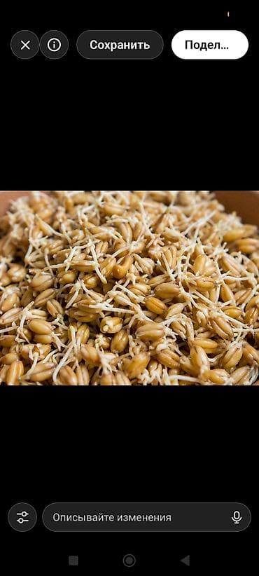 фасоль каскыч: Пророщенная пшеница продаю 1контейнер 400гр 200сом ещё есть — 1