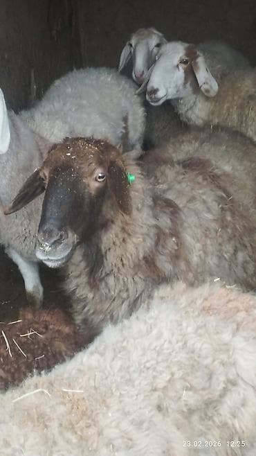 животные крс: Продаю | Овца (самка) | Для разведения — 7