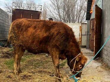 продаю породистых коров: Продаю | Корова (самка) | Для молока | Привязанные — 7