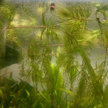 живые черепахи: Продаю аквариумные растения 30 сом за веточку — 1