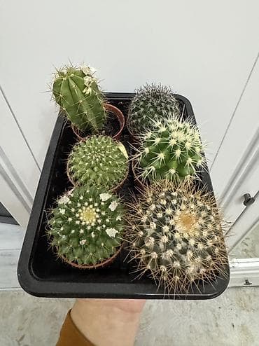 спатифиллум гигантский купить: Спатифиллум,кактусы,фикус — 9