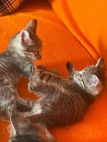 отдам котят бишкек: Котята 1,5 мес отдам в хорошие руки — 2