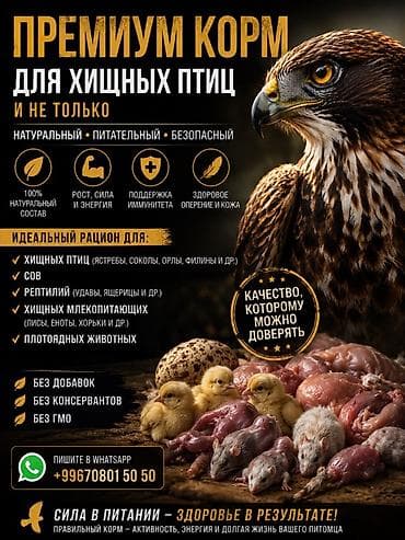 Үй жаныбарлары: Премиум-корм для хищных птиц и не только Натуральный, питательный и — 1