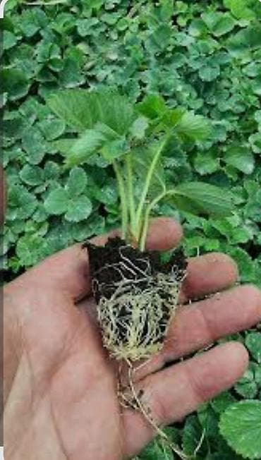 Рассада клубники (садовой земляники) с закрытой корневой системой.сорт at lalafo.kg Рассада клубники (садовой земляники) с закрытой корневой системой.сорт