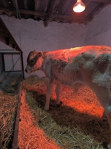 Ветеринар кызматы: Сатам | Бука (эркек) | Швиц | Бордоп семиртүү үчүн | Жасалма уруктандырылган — 4