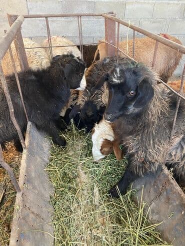 дом кошек: Продаю | Коза (самка), Козлёнок — 7