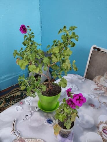 стол рабочий офисный: Продаю комнатные цветы цены разные от 250-500.обмен интересует на — 5