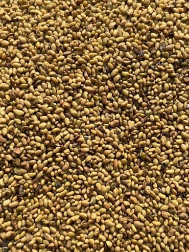 битал теке: Озүбүздүн талаалардан чыккан 100% Беде урук көп жылдык. Быйылкы жана — 4