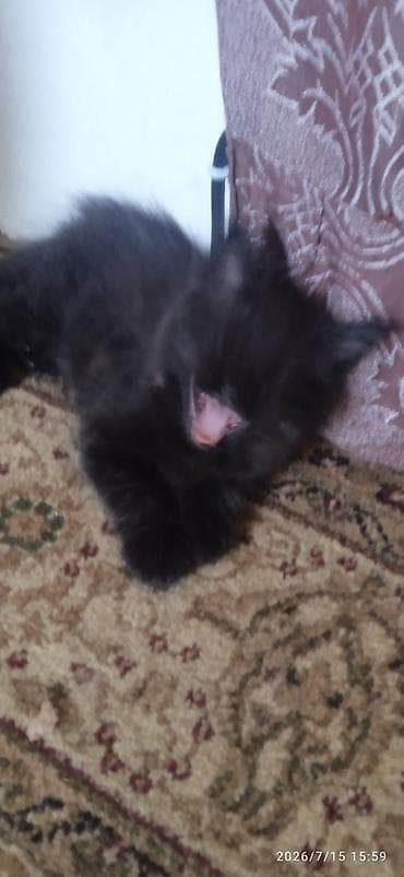 Үй жаныбарлары: Чёрный бриллиант🥰! Продается Котик Мейн-Кун❤️ окрас черный солид от — 10