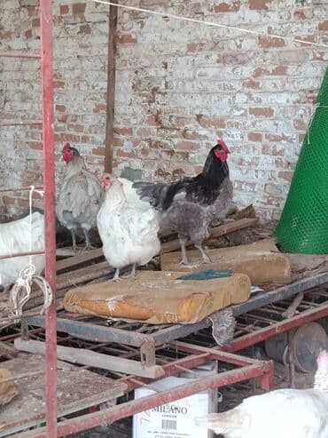 тай сатам: Сатам | Тооктор | Үй | Көбөйтүү үчүн — 8