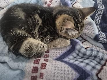 Животные: 🐾 Полосатые котята-табби в добрые руки Ищут дом очаровательные — 2