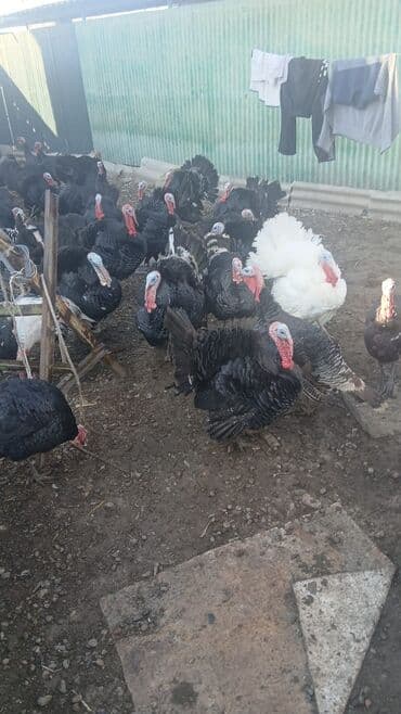 лоток для животных: Продаю | Индюк (самец) | На забой | Племенные — 2