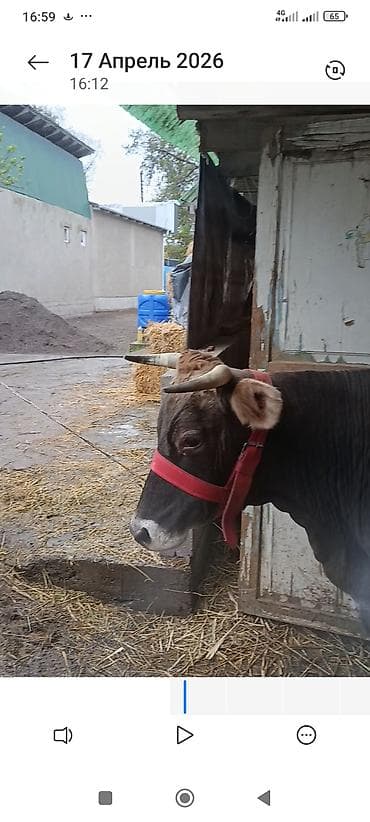 кара джигач: Продаю | Корова (самка) — 1