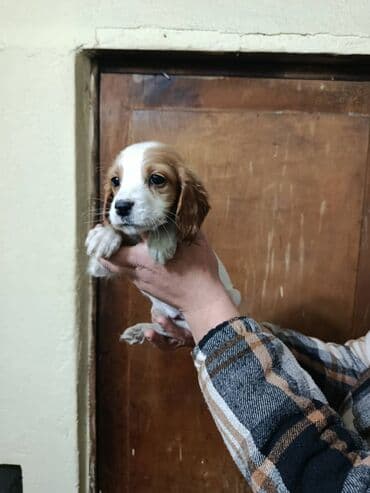 домашняя собака: Продаю щенков русского спаниеля,возраст полтора месяца,проглистованы — 3