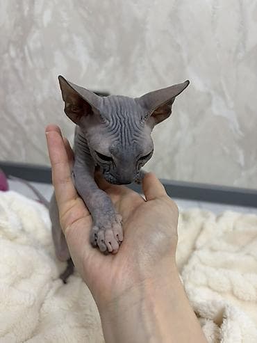 канадский сфинкс цена: Сфинкс, 2 месяца, Девочка, Серый, Приучена к лотку — 1