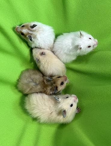Собаки: Продаются хомячки ручные. В нашем питомнике вы можете приобрести — 3