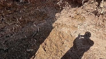 Кукурузный силос (измельчённая масса из кукурузы) - Фракция: мелко- и