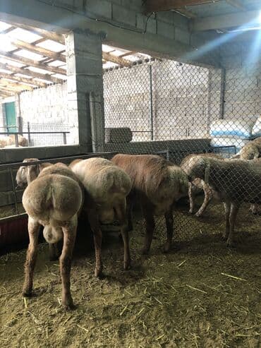 Кемирүүчүлөр: Сатам | Кочкор (эркек) | Көбөйтүү үчүн | Ургаачы — 8