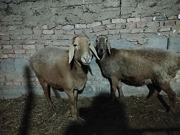 Собаки: Продаю | Овца (самка) | Для разведения — 3