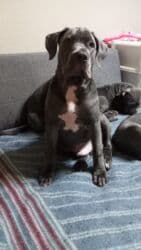 кавказ собака: Продаются щенки кубинского питбультерьера, линейное разведение — 8