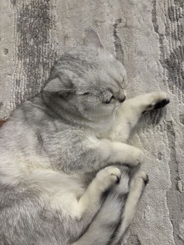 золотая шиншилла бишкек: Шотландская кошка серебристого окраса (вислоухая). Крупные круглые — 6