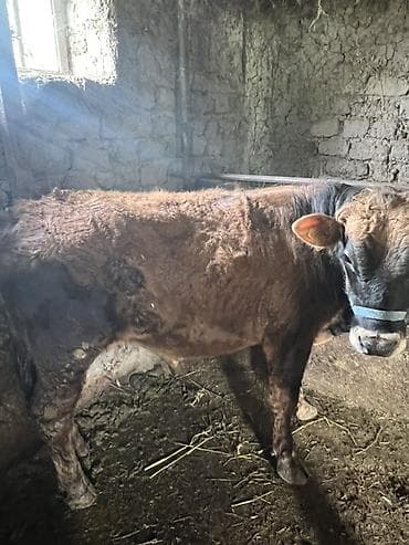 бык 2 года: Продаю | Бык (самец) | На откорм | Привязанные — 3