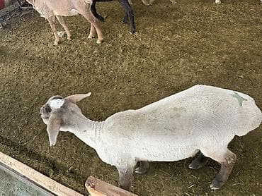 кане корсо собака цена: Продаю | Баран (самец) | На забой — 2