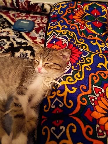 собака бишкек: Отдаю котенка даром — 2