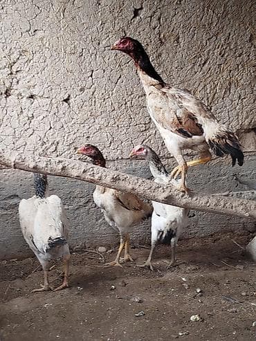 электровелосипеды бишкек: Электровелосипед, Б/у — 5