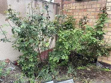 cat экскаватор: Экскаватор | Демонтаж — 6