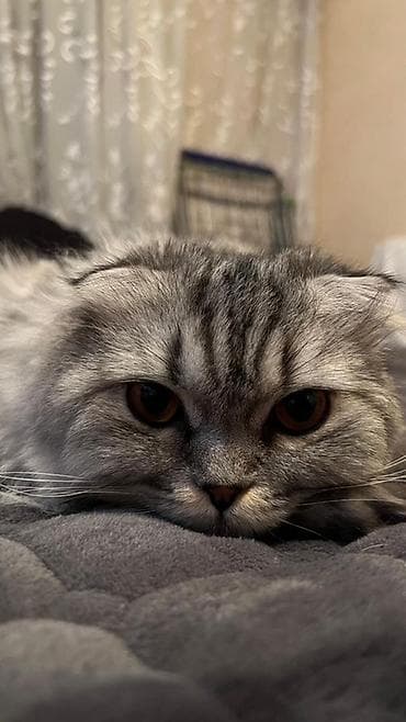 Шотландская вислоухая кошка (Scottish Fold), серебристо-дымчатый окрас