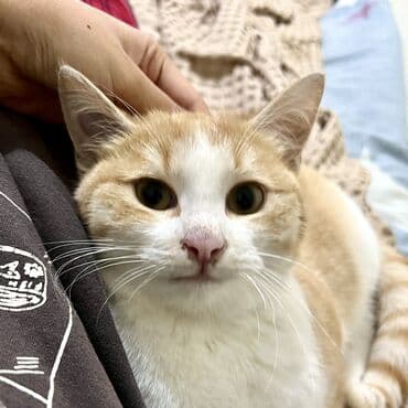 отдам котенка в добрые руки: Молодой рыжик в добрые руки Мальчик, очень ласковый и пушистый Лоток — 6