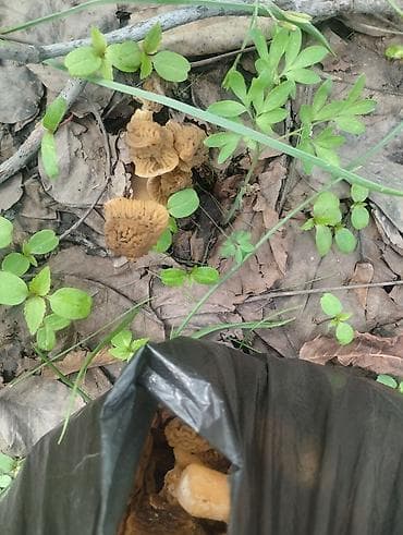 корейская химия: Смарчок свежий 350 сом кг Жалалабад — 2