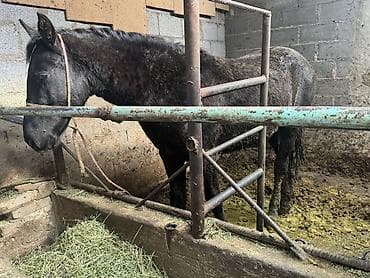 тай жеребёнок: Продаю | Конь (самец) | На забой — 1