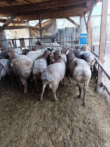 Сатам | Ургаачы кой (ургаачы) | Көбөйтүү үчүн | Ургаачы — 8