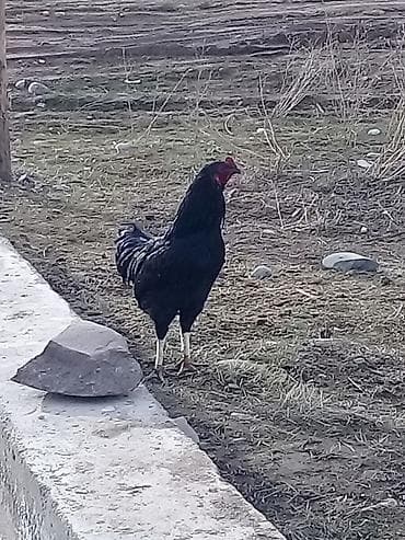 питухи дакан: Продаю | Петух | Для разведения — 1