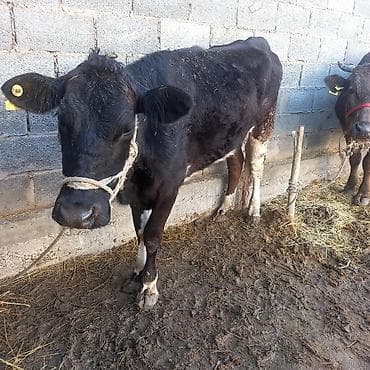 бычки парода: Продаю | Корова (самка) | Полукровка | Для разведения | Нетель — 2