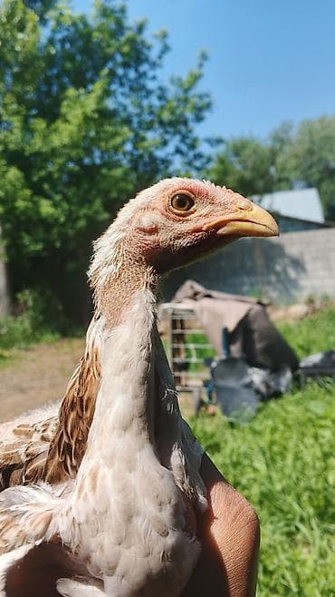 животные птицы: Продаю | Куры | Бойцовая | Для разведения — 1