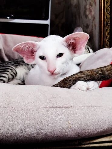 продажа породистых кошек: Ориентальная, 2 месяца, Девочка, Белый, Приучена к лотку, Проглистована, С документами — 5
