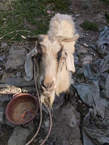 сколько стоит кролик домашний: Продаю | Коза (самка) | Полукровка | Для разведения — 3