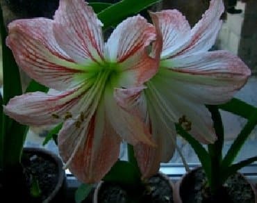 цветы растение: Комнатные растения - хлорофитумы кудрявые бело-розовый — 7