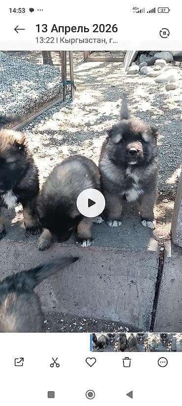 токмок собака: Тяньшанский медведь 🐻 открыто бронирование щенков кавказской — 5