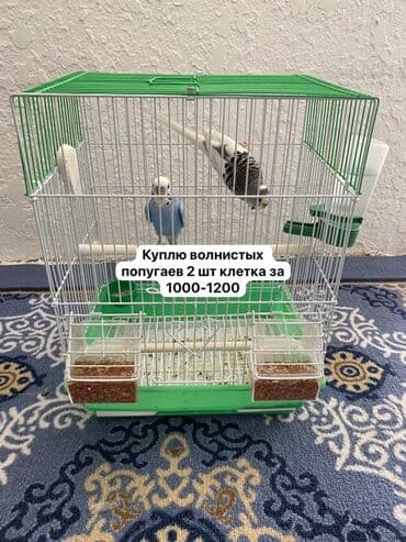 Куплю попугаев двоих самца и самку с клеткой за 1500 сомов at lalafo.kg Куплю попугаев двоих самца и самку с клеткой за 1500 сомов