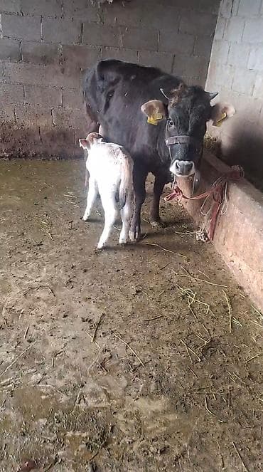 хара: Сатам | Уй (ургаачы) | Сүт алуу үчүн | Музоологондон кийин — 9