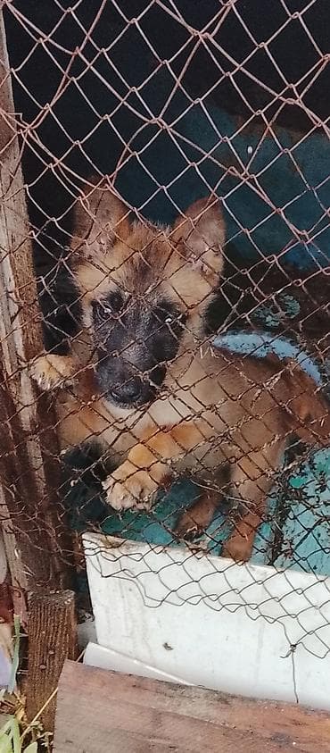 үй жаныбарлар: Щенок, Бельгийская овчарку

- Возраст: 2 месяца цена 12 000 — 2