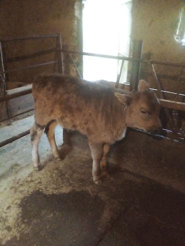 инд: Продаю | Тёлка | Полукровка | На откорм | Искусственник — 5