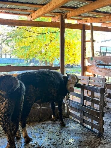 продаю музоо торпок корова самка бык самец айрширская ангус алатауская на забой для разведения на откорм племенные нетель привязанные: Продаю | Бык (самец) | На откорм | Привязанные — 4