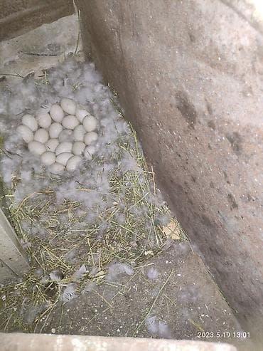 инкубатор для цыплят цена бишкек: Продаю яйца индоуток для инкубации Инкубационное яйцо индоуток крупных — 2